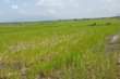 May be an image of water hyacinth, grass and horizon